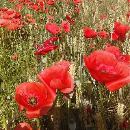 Douvilla 3* דוביל