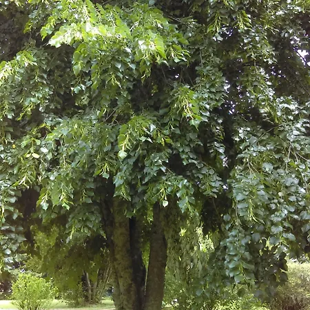 לינה וארוחת בוקר Douvilla